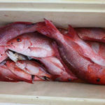Box of RED SNAPPERS