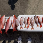 Red snappers and vermillions