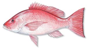Snapper rosso
